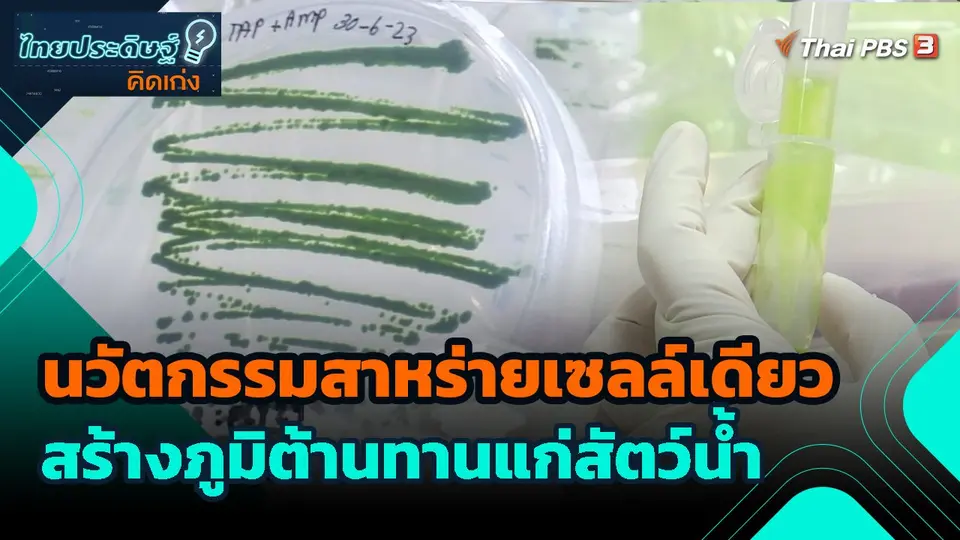 ไทยประดิษฐ์คิดเก่ง : นวัตกรรมสาหร่ายเซลล์เดียว สร้างภูมิต้านทานแก่สัตว์น้ำ
