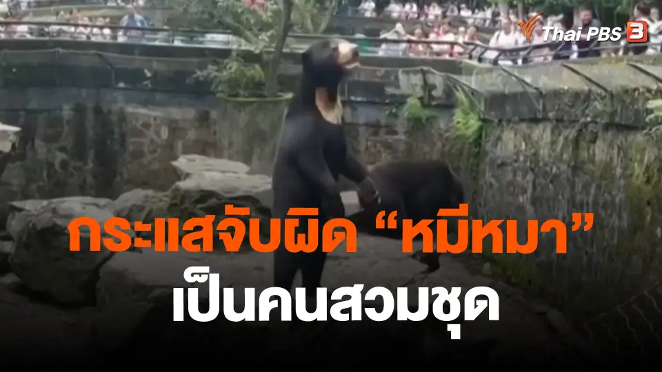 ​กระแสจับผิด "หมีหมา" เป็นคนสวมชุด