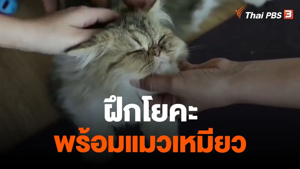 ฝึกโยคะพร้อมแมวเหมียว