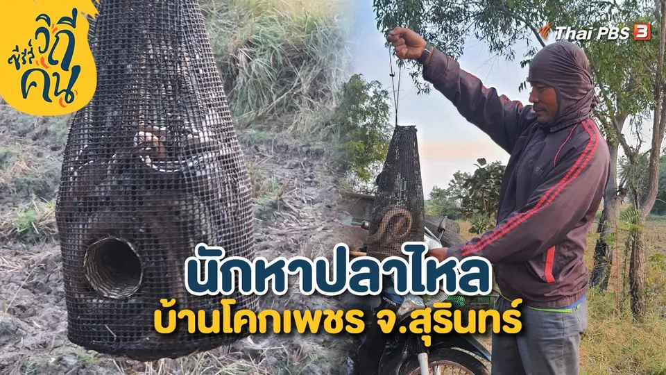 นักหาปลาไหล บ้านโคกเพชร จ.สุรินทร์