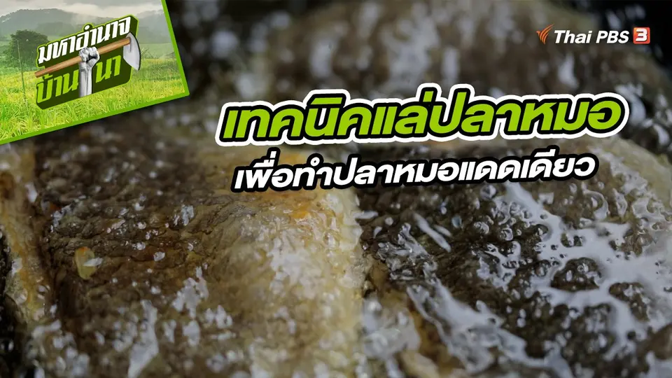 เทคนิคการแล่ปลาหมอเพื่อทำปลาหมอแดดเดียว