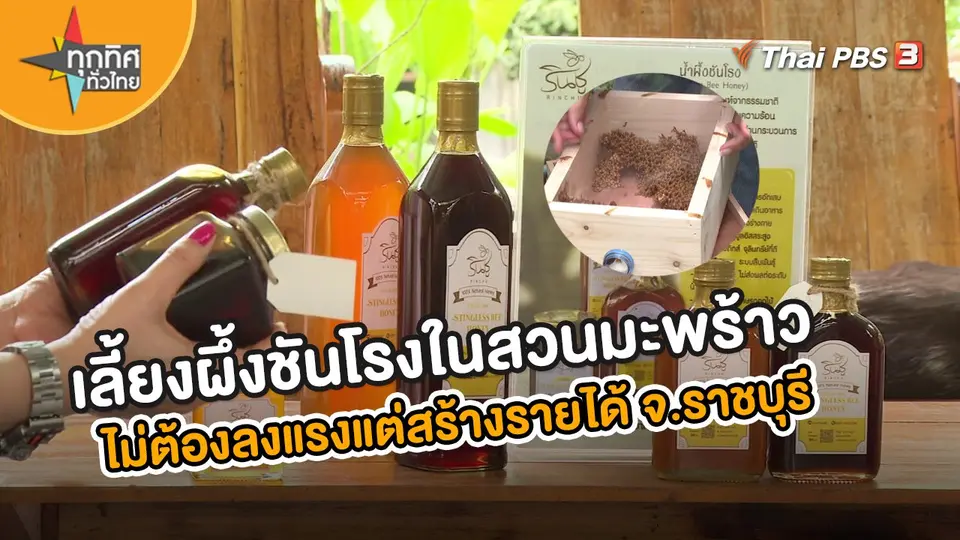 เลี้ยงผึ้งชันโรงในสวนมะพร้าว ไม่ต้องลงแรงแต่สร้างรายได้ จ.ราชบุรี