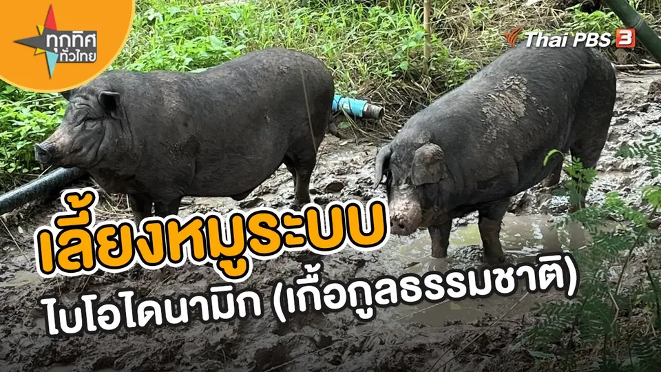​อาชีพทั่วไทย : เลี้ยงหมูระบบไบโอไดนามิก (เกื้อกูลธรรมชาติ)