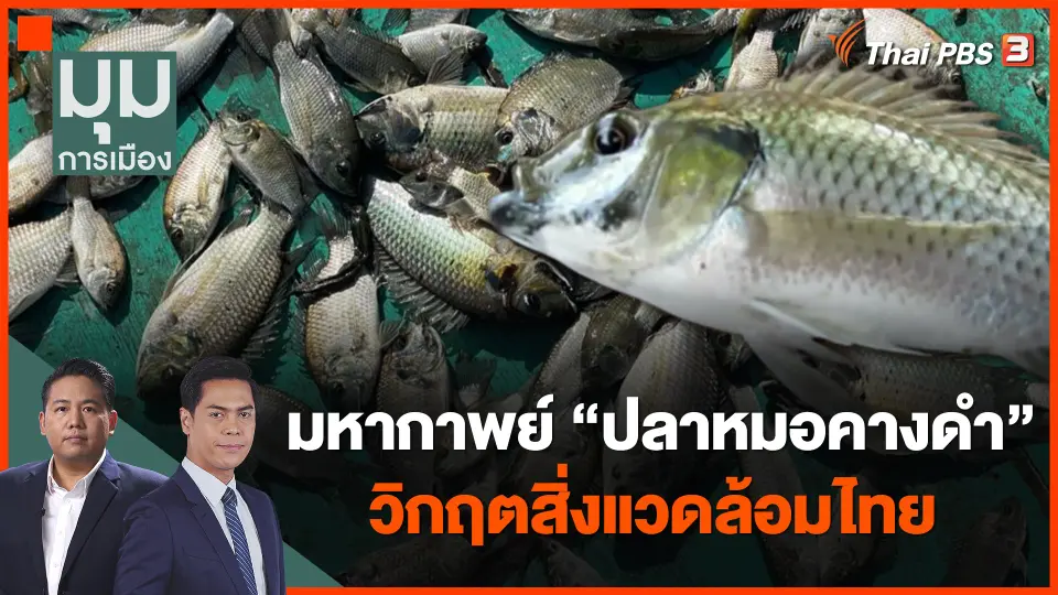 มหากาพย์ "ปลาหมอคางดำ" วิกฤตสิ่งแวดล้อมไทย
