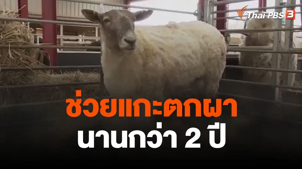 ช่วยแกะตกผานานกว่า 2 ปี