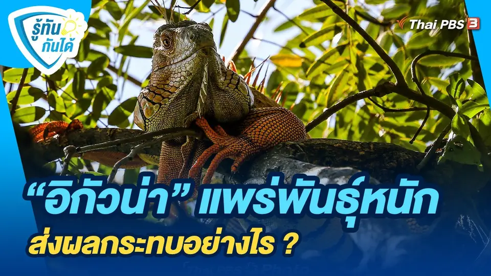 รู้ทันกันได้ : "อิกัวน่า" แพร่พันธุ์หนัก ส่งผลกระทบอย่างไร ?