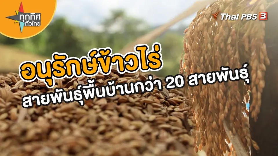 วิถีทั่วไทย : อนุรักษ์ข้าวไร่สายพันธุ์พื้นบ้านกว่า 20 สายพันธุ์