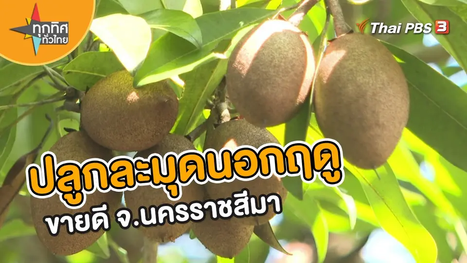 อาชีพทั่วไทย : ปลูกละมุดนอกฤดูขายดี จ.นครราชสีมา