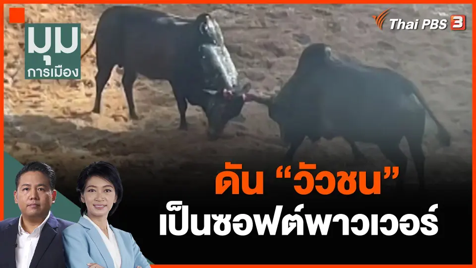 สมศักดิ์ ดัน "วัวชน" เป็นซอฟต์พาวเวอร์