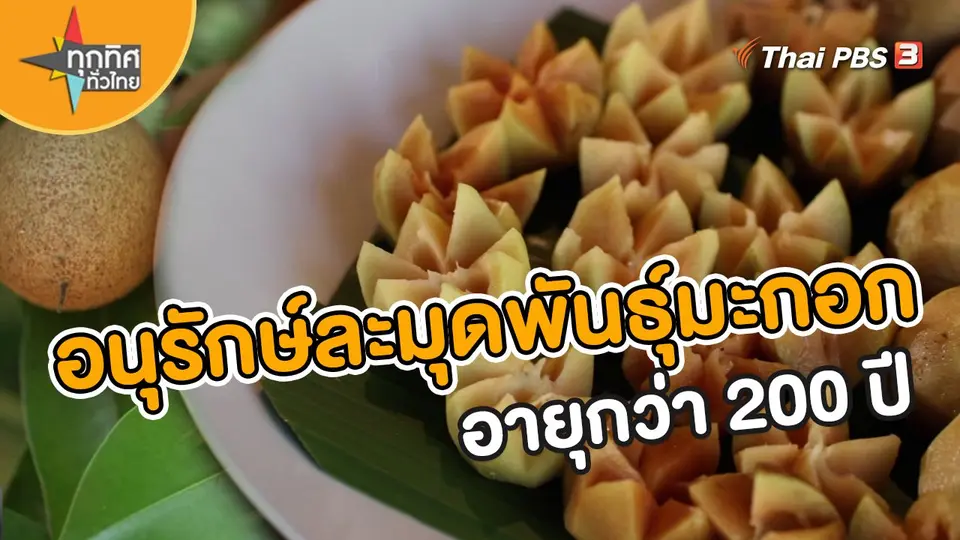 อาชีพทั่วไทย : อนุรักษ์ละมุดพันธุ์มะกอก อายุกว่า 200 ปี