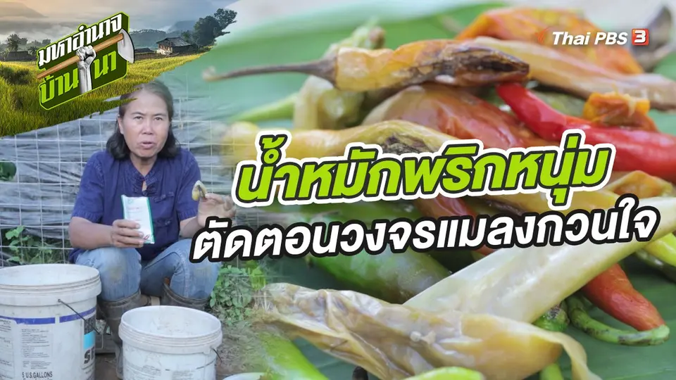 ​สูตรลับฉบับบ้านนา : "น้ำหมักพริกหนุ่ม" ตัดตอนวงจรแมลงกวนใจ