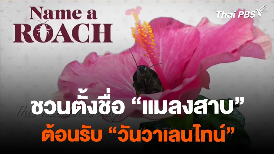 สวนสัตว์ชวนตั้งชื่อ "แมลงสาบ" รับวันวาเลนไทน์
