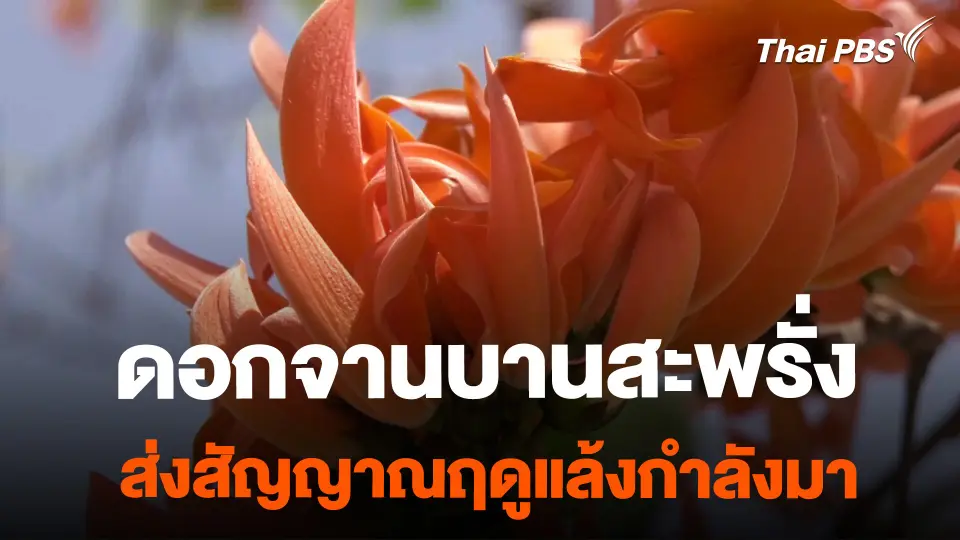 ดอกจานบานสะพรั่ง ส่งสัญญาณฤดูแล้งกำลังมา