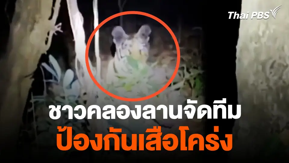ชาวคลองลานจัดทีมเฝ้าระวัง-ติดกล้อง ป้องกันเสือโคร่งกลับมา