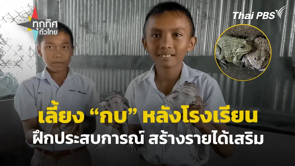 เลี้ยง "กบ" หลังโรงเรียน ฝึกประสบการณ์ สร้างรายได้เสริม