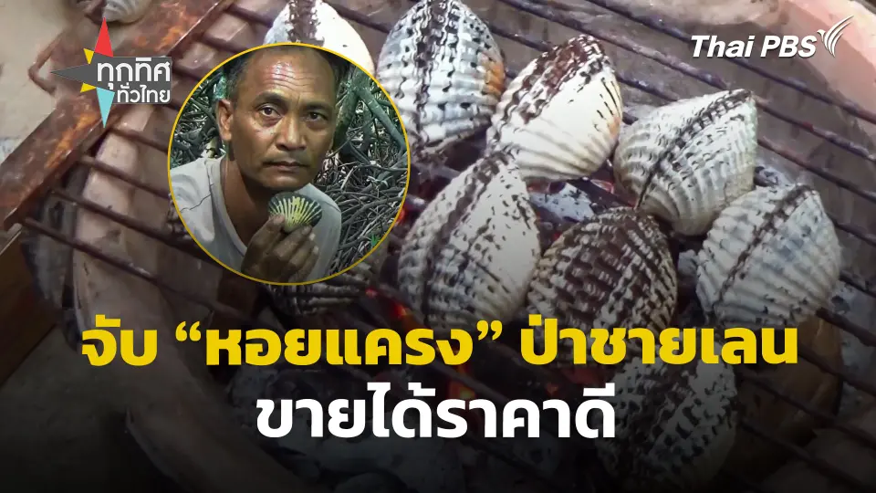 จับ "หอยแครง" ป่าชายเลน จ.ตรัง ขายได้ราคาดี
