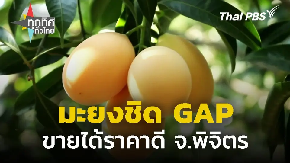 มะยงชิด GAP ขายได้ราคาดี จ.พิจิตร