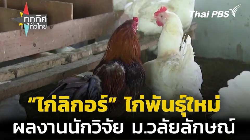 ไก่ลิกอร์ ไก่พันธุ์ใหม่ ผลงานนักวิจัย ม.วลัยลักษณ์