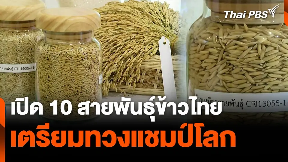 เปิด 10 สายพันธุ์ข้าวไทย เตรียมทวงแชมป์โลก