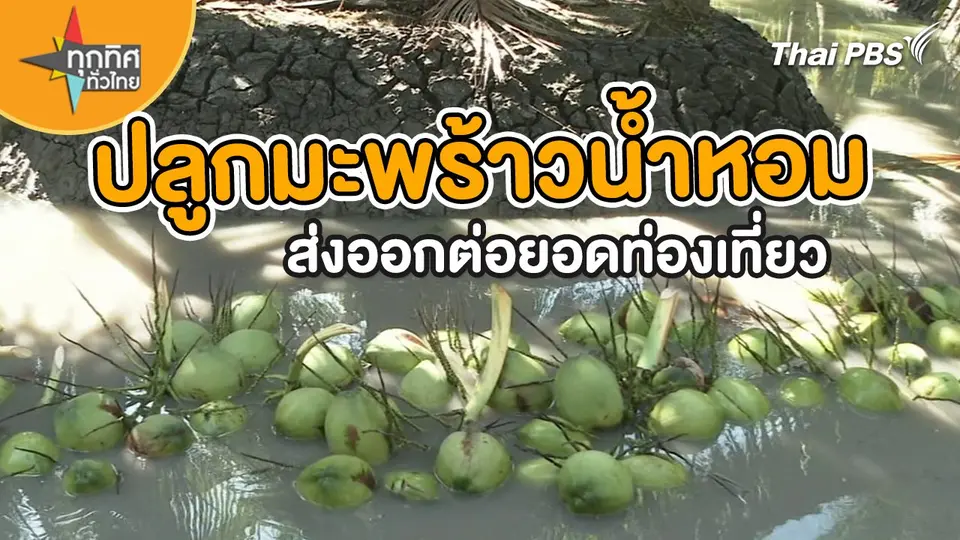 ปลูกมะพร้าวน้ำหอมส่งออกต่อยอดท่องเที่ยว
