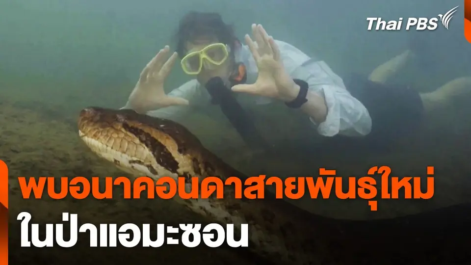 นักวิจัยพบอนาคอนดาสายพันธุ์ใหม่ในแอมะซอน