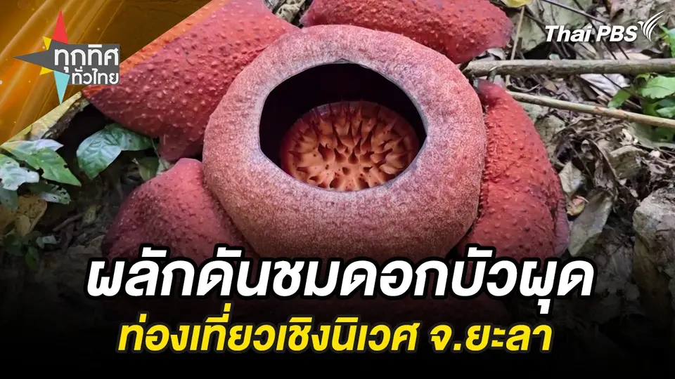 ชม “ดอกบัวผุด” หาดูได้ยาก จ.ยะลา