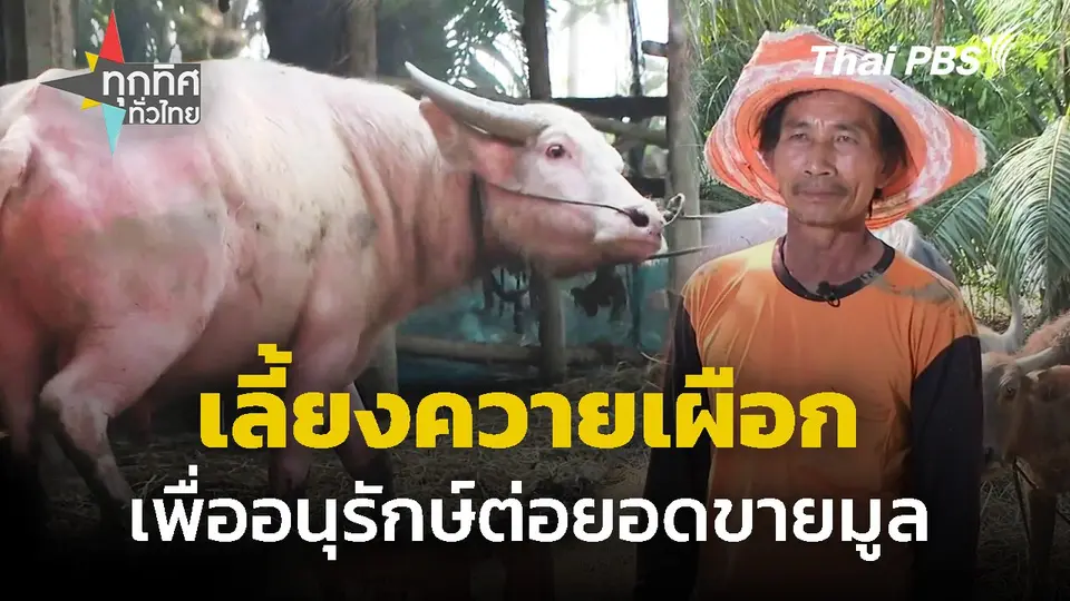 เลี้ยงควายเผือก เพื่ออนุรักษ์ต่อยอดขายมูลสร้างรายได้เสริม
