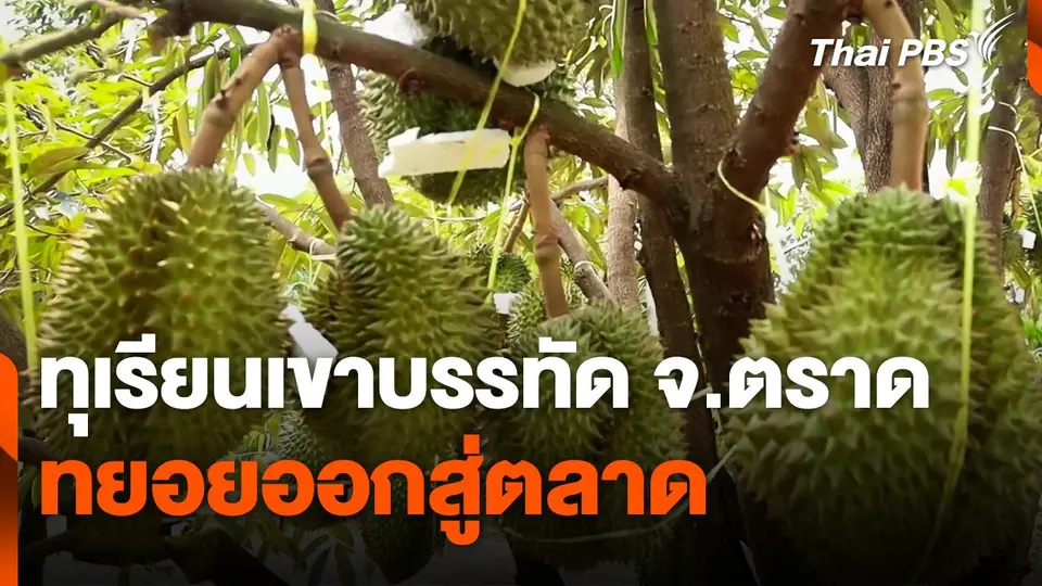 ทุเรียนเขาบรรทัด จ.ตราด เริ่มทยอยออกสู่ตลาด