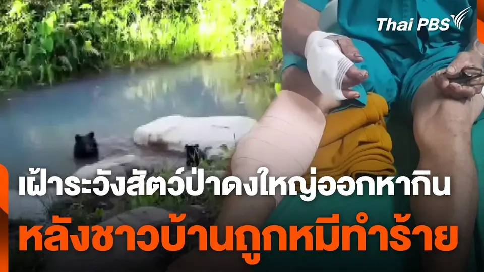 เฝ้าระวังสัตว์ป่าออกหากินนอกเขตป่าดงใหญ่ หลังชาวบ้านถูกหมีจู่โจม