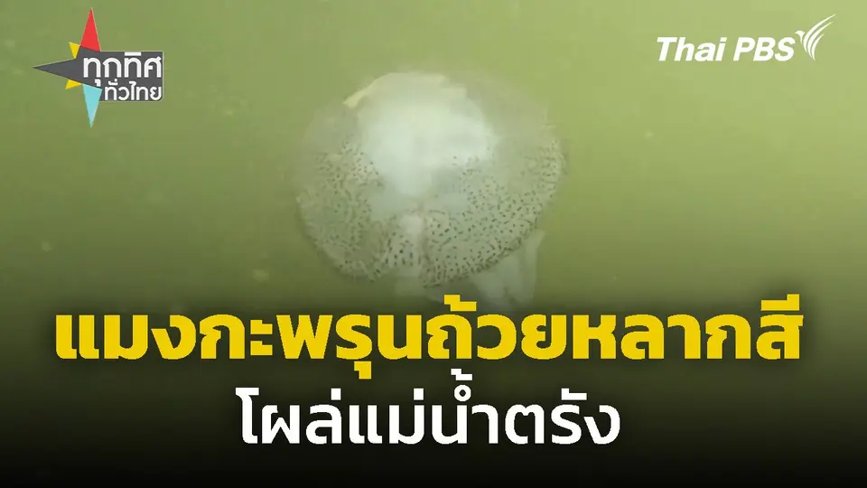 แมงกะพรุนถ้วยหลากสีโผล่แม่น้ำตรัง