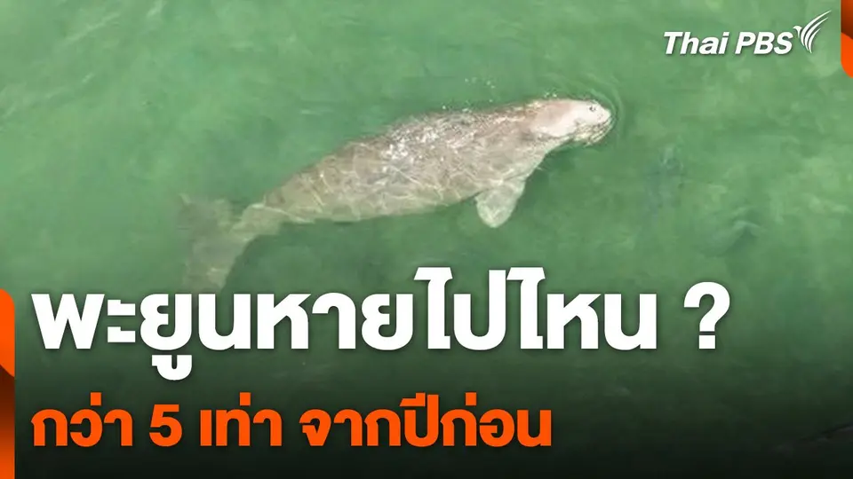 พะยูนหายไปไหน กว่า 5 เท่า จากปีก่อน