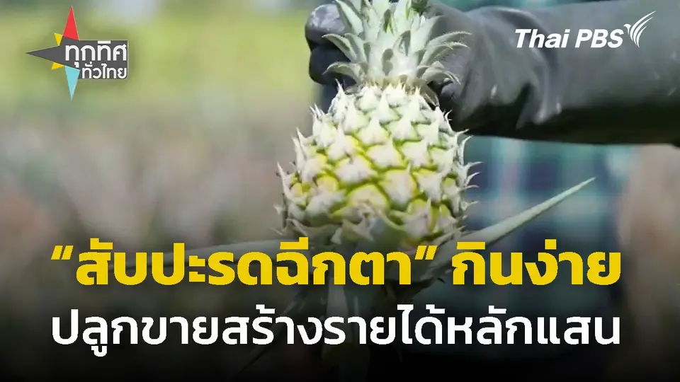 ปลูกสับปะรดฉีกตา ขายริมทางรายได้หลักแสน