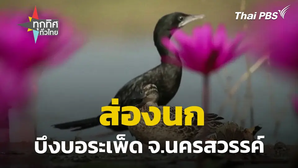 ส่องนกบึงบอระเพ็ด จ.นครสวรรค์