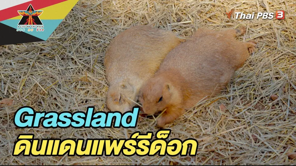 Grassland ดินแดนแพรรีด็อก