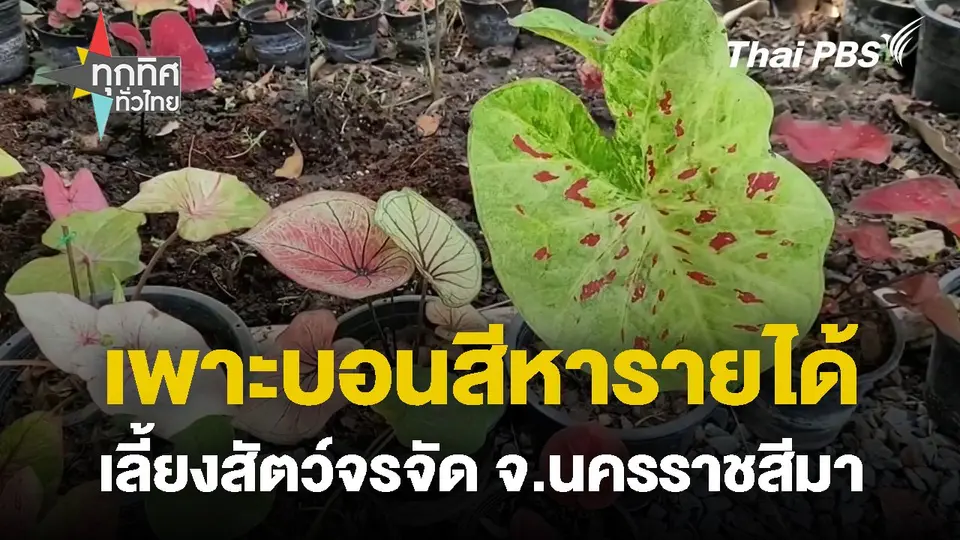 เพาะบอนสีหารายได้เลี้ยงสัตว์จรจัด จ.นครราชสีมา