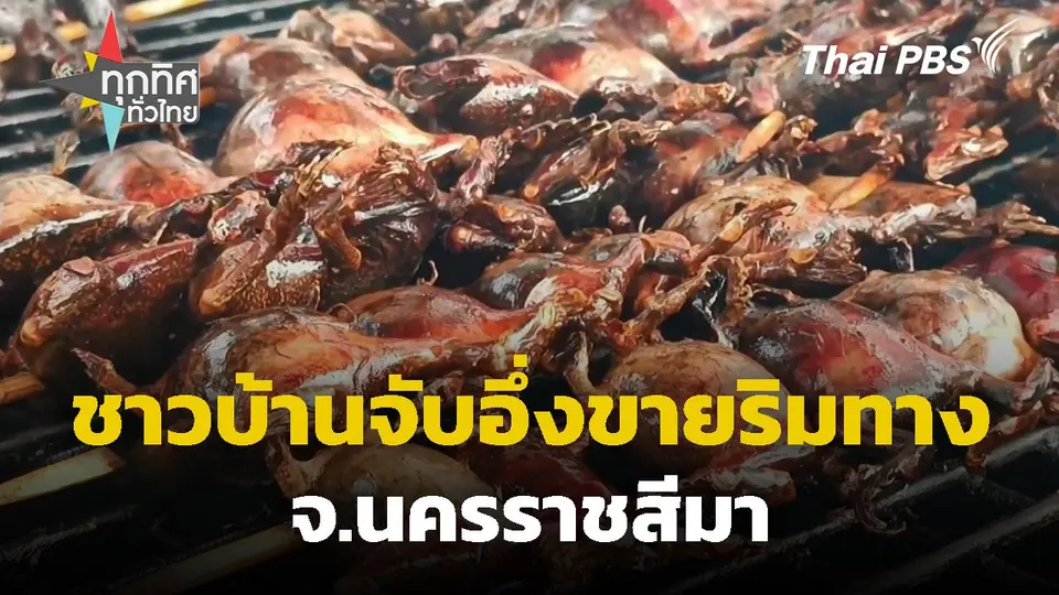 ชาวบ้านจับอึ่งขายริมทาง จ.นครราชสีมา