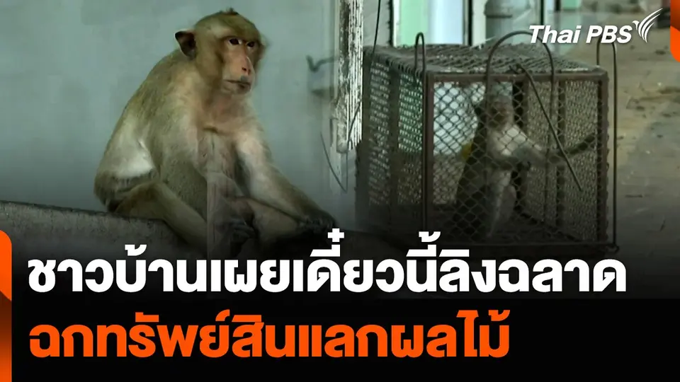 จับ “ลิงลพบุรี” วันแรก ชาวบ้านเผยเดี๋ยวนี้ลิงฉลาด ฉกทรัพย์สินแลกผลไม้