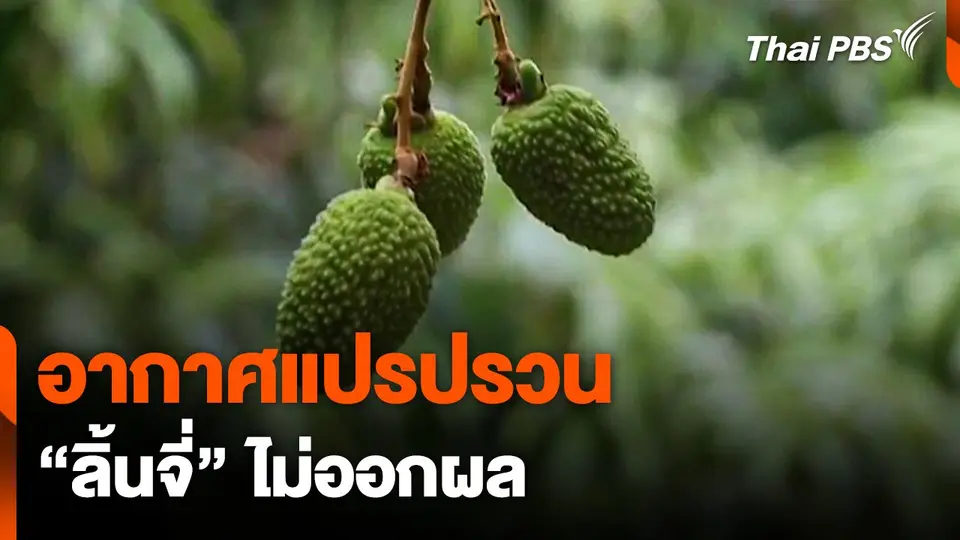 อากาศแปรปรวน "ลิ้นจี่" ไม่ออกผล