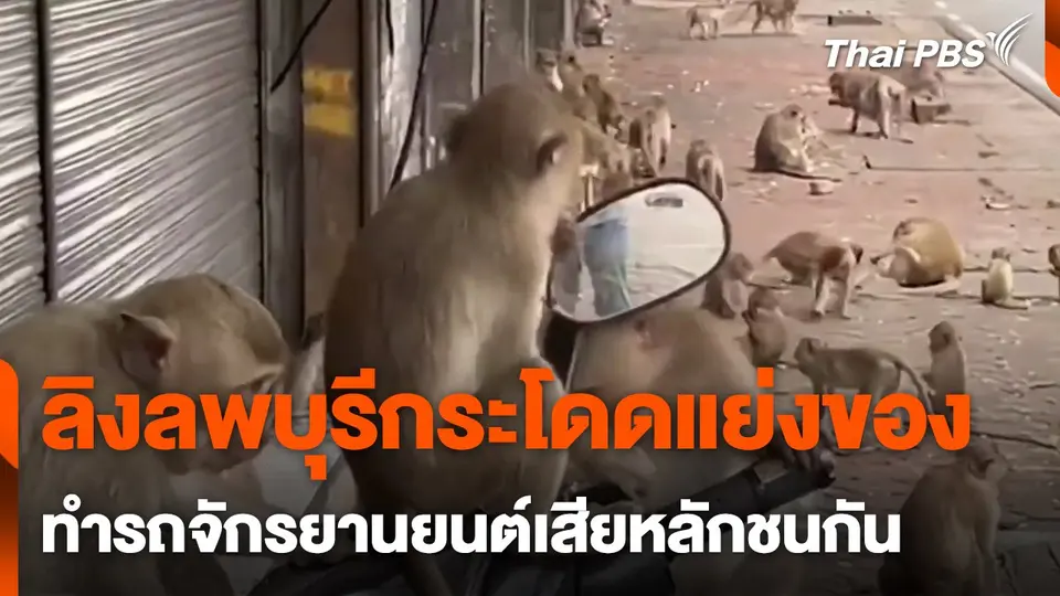 ลิงลพบุรีกระโดดแย่งของ ทำรถจักรยานยนต์เสียหลักชนกัน