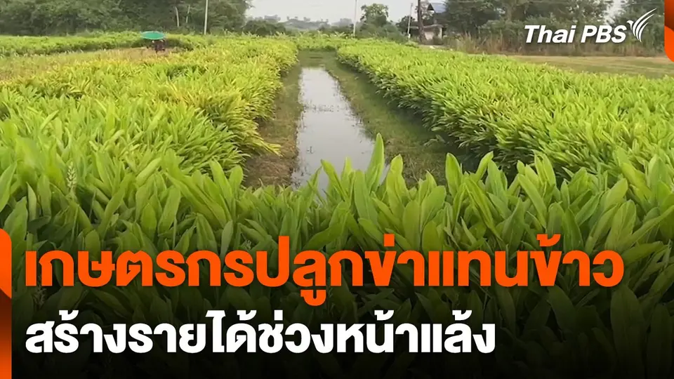 เกษตรกรปลูกข่าแทนข้าวสร้างรายได้ช่วงแล้ง