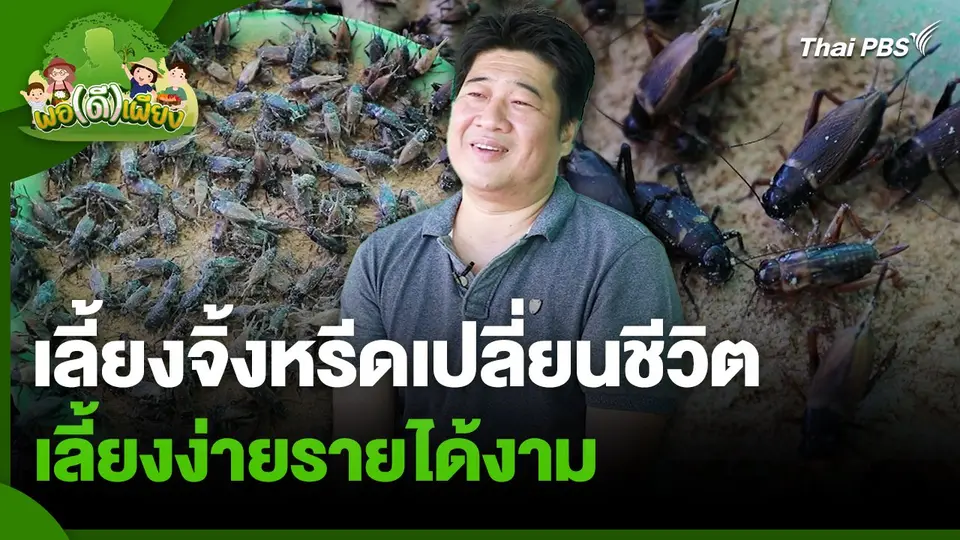 พอดีพอเพียง : เลี้ยงจิ้งหรีดเปลี่ยนชีวิต เลี้ยงง่ายรายได้งาม