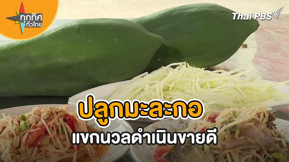 ปลูกมะละกอแขกนวลดำเนิน สร้างรายได้ดี