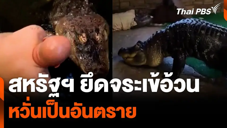 สหรัฐฯ ยึดจระเข้อ้วนหวั่นเป็นอันตราย