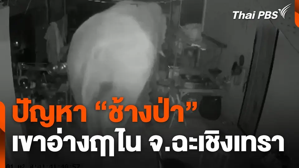 เจาะลึก ! ปัญหา "ช้างป่า" เขาอ่างฤาไน จ.ฉะเชิงเทรา
