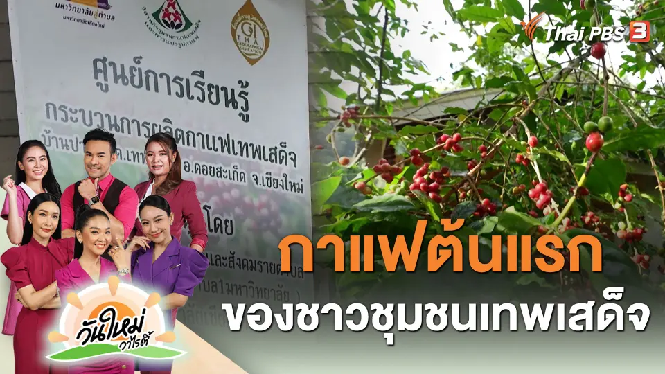 กาแฟต้นแรกของชาวชุมชนเทพเสด็จ