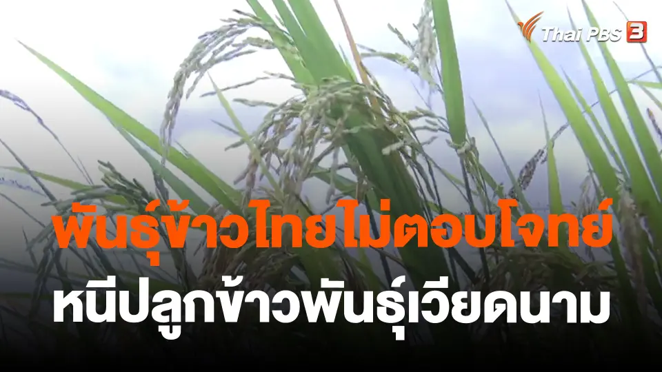 ​พันธุ์ข้าวไทยไม่ตอบโจทย์ หนีปลูกข้าวพันธุ์เวียดนาม
