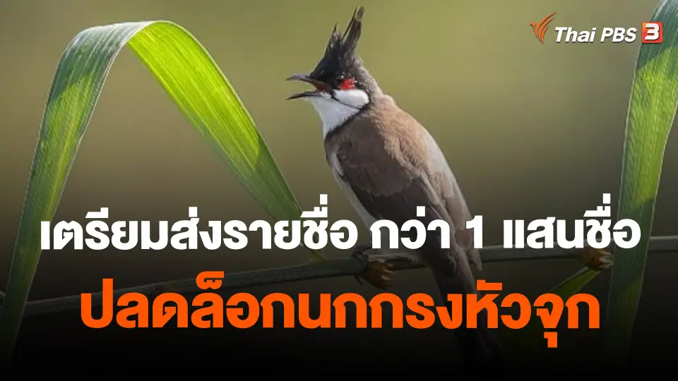 เตรียมส่งรายชื่อ กว่า 1 แสนชื่อ ปลดล็อกนกกรงหัวจุก