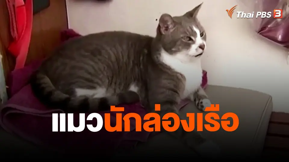 แมวนักล่องเรือ