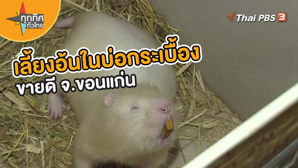 ​อาชีพทั่วไทย : เลี้ยงอ้นในบ่อกระเบื้องขายดี จ.ขอนแก่น