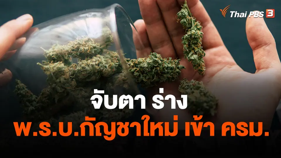 จับตา ร่าง พ.ร.บ.กัญชาใหม่ เข้า ครม.